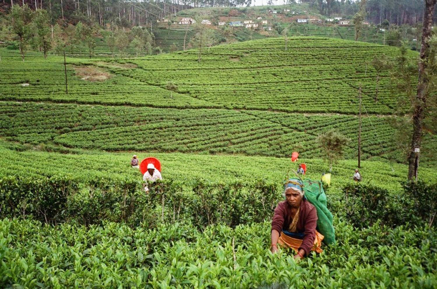 coco tea farm