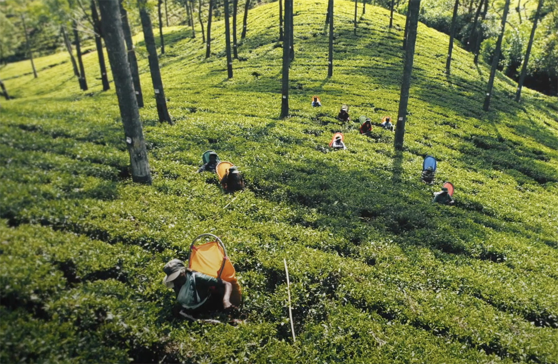 coco tea farm with nice weather